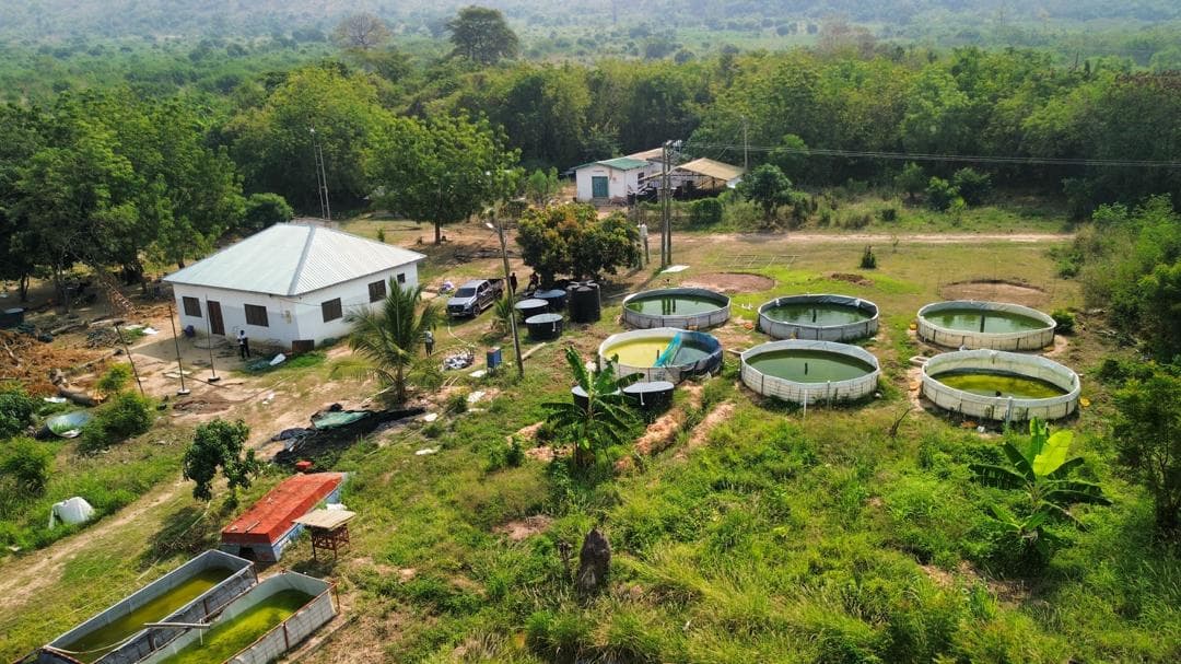 Pill Brook Aquatics tilapia farm in Ghana